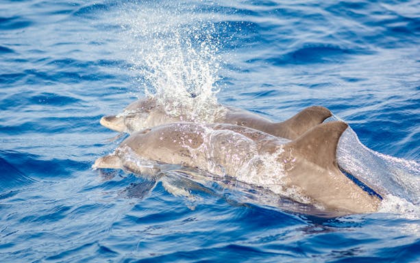 Dolphins swimming in the clear waters of Lanzarote.