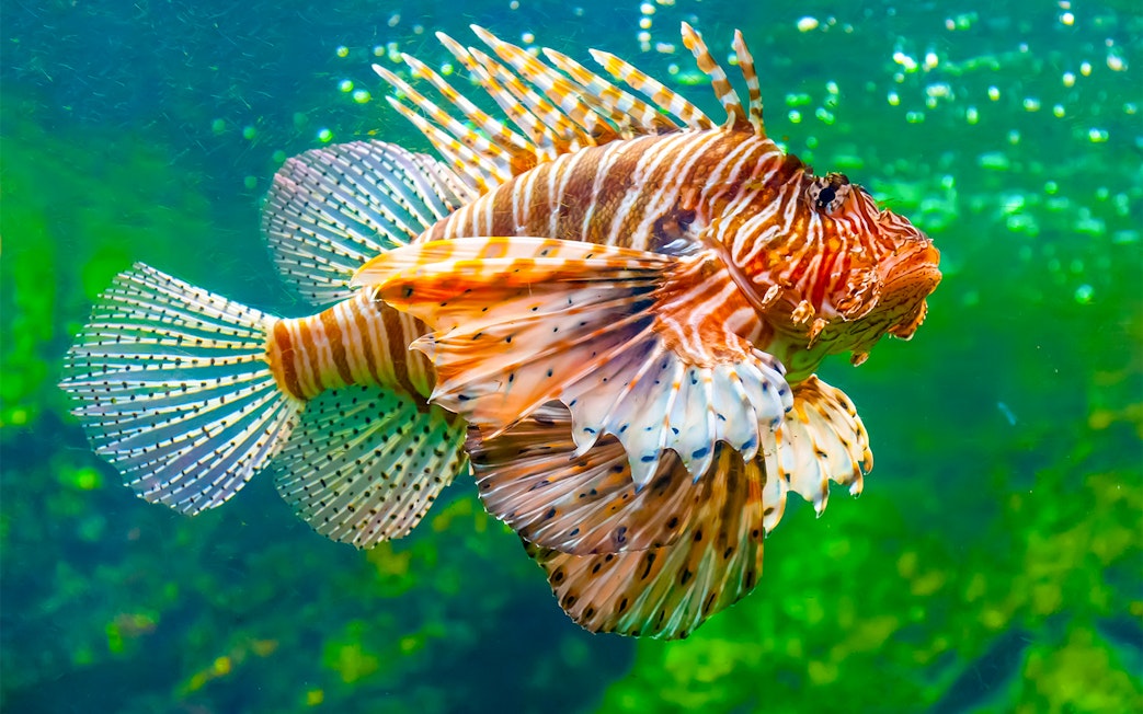 Lionfish swimming in the Mediterranean Aquarium at Barcelona Aquarium.