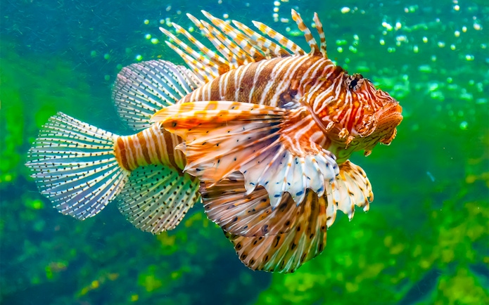 Lionfish swimming in the Mediterranean Aquarium at Barcelona Aquarium.