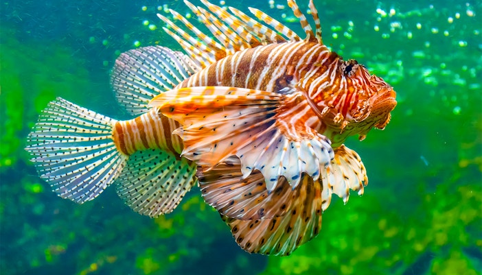 Mediterranean Aquariums, Barcelona Aquarium