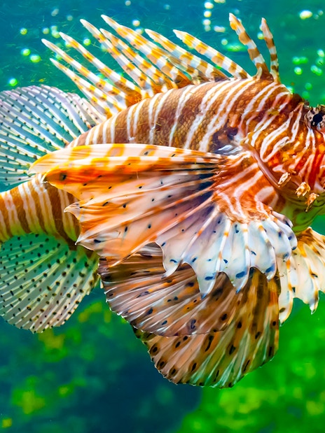 Lionfish swimming in the Mediterranean Aquarium at Barcelona Aquarium.