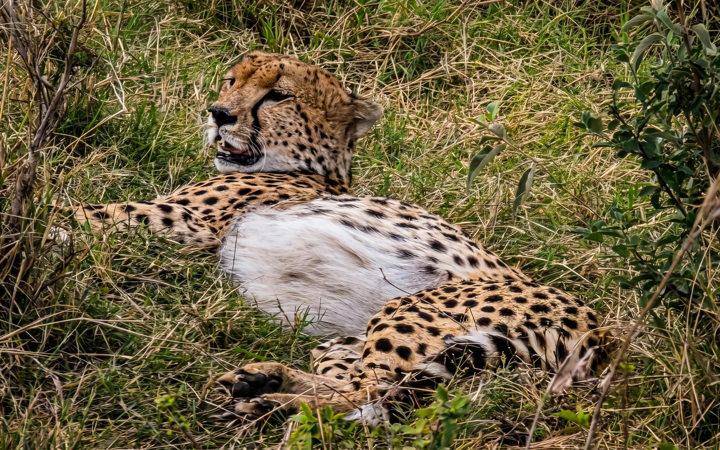 Cheetah resting in grass, Masai Mara Safari, Kenya.