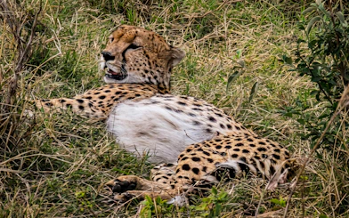 Cheetah resting in grass, Masai Mara Safari, Kenya.