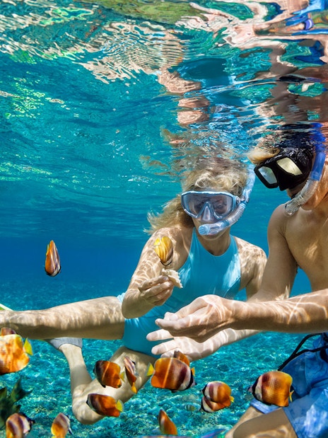 Tourists snorkeling among colorful fish in clear waters of Great Barrier Reef during Cairns cruise.