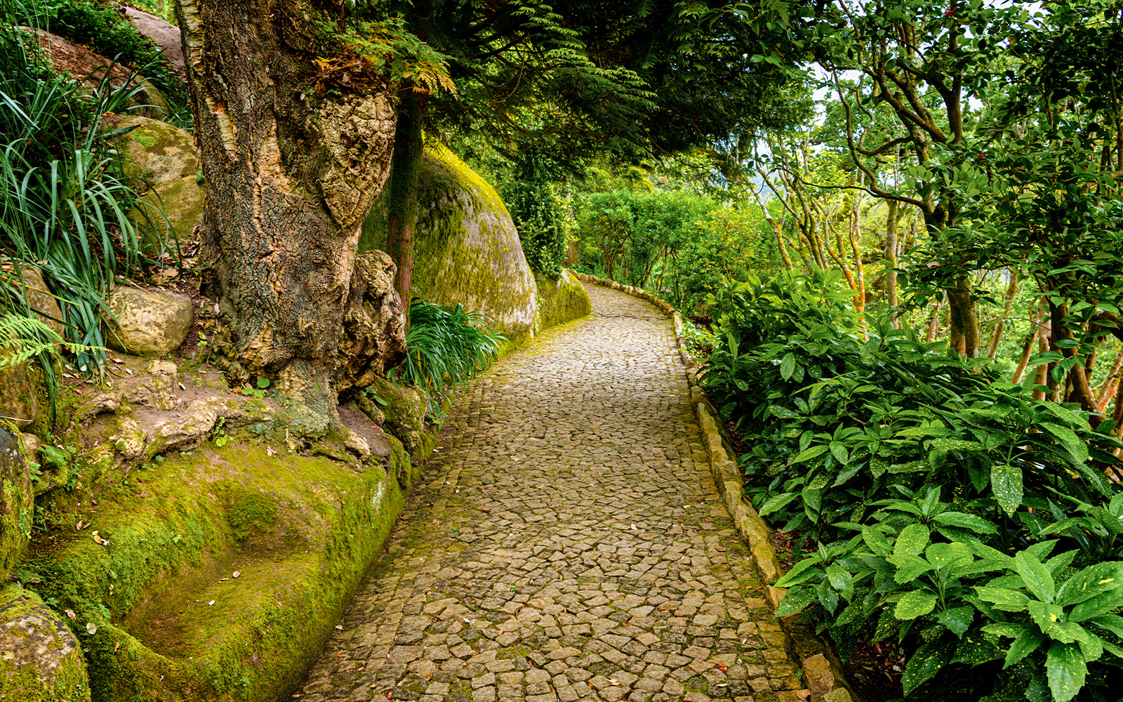 Pathway of small stones through lush forest and mossy boulders on Santa Maria trail, Sintra, Portugal.