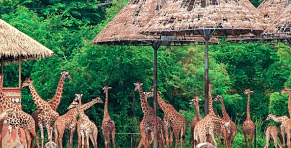 Safari World Tickets