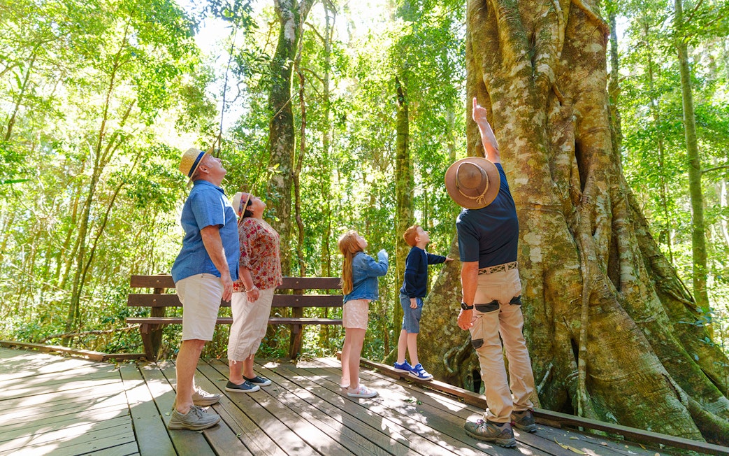 Tour group with guide observing a giant tree in Lamington National Park rainforest.
