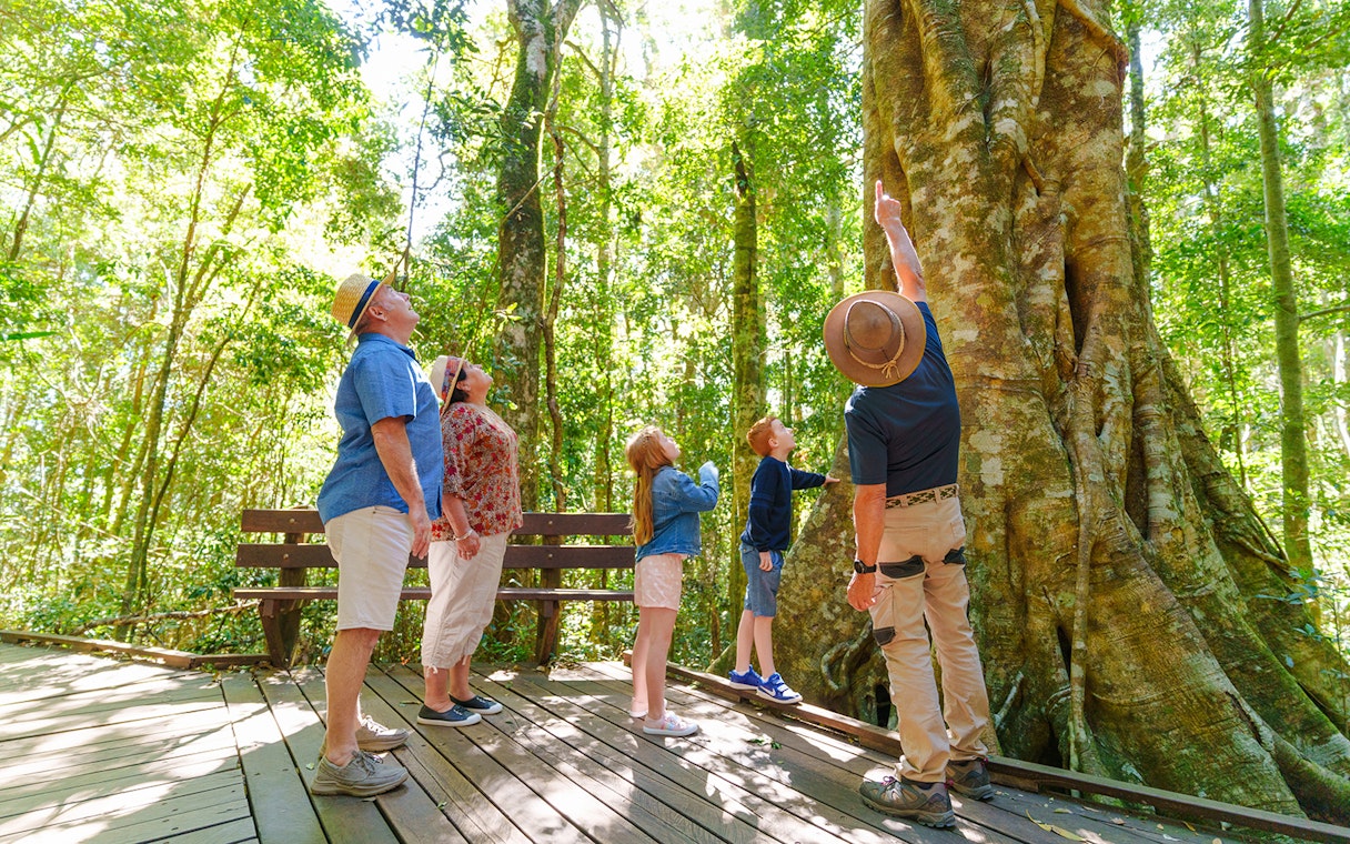 Tour group with guide observing a giant tree in Lamington National Park rainforest.
