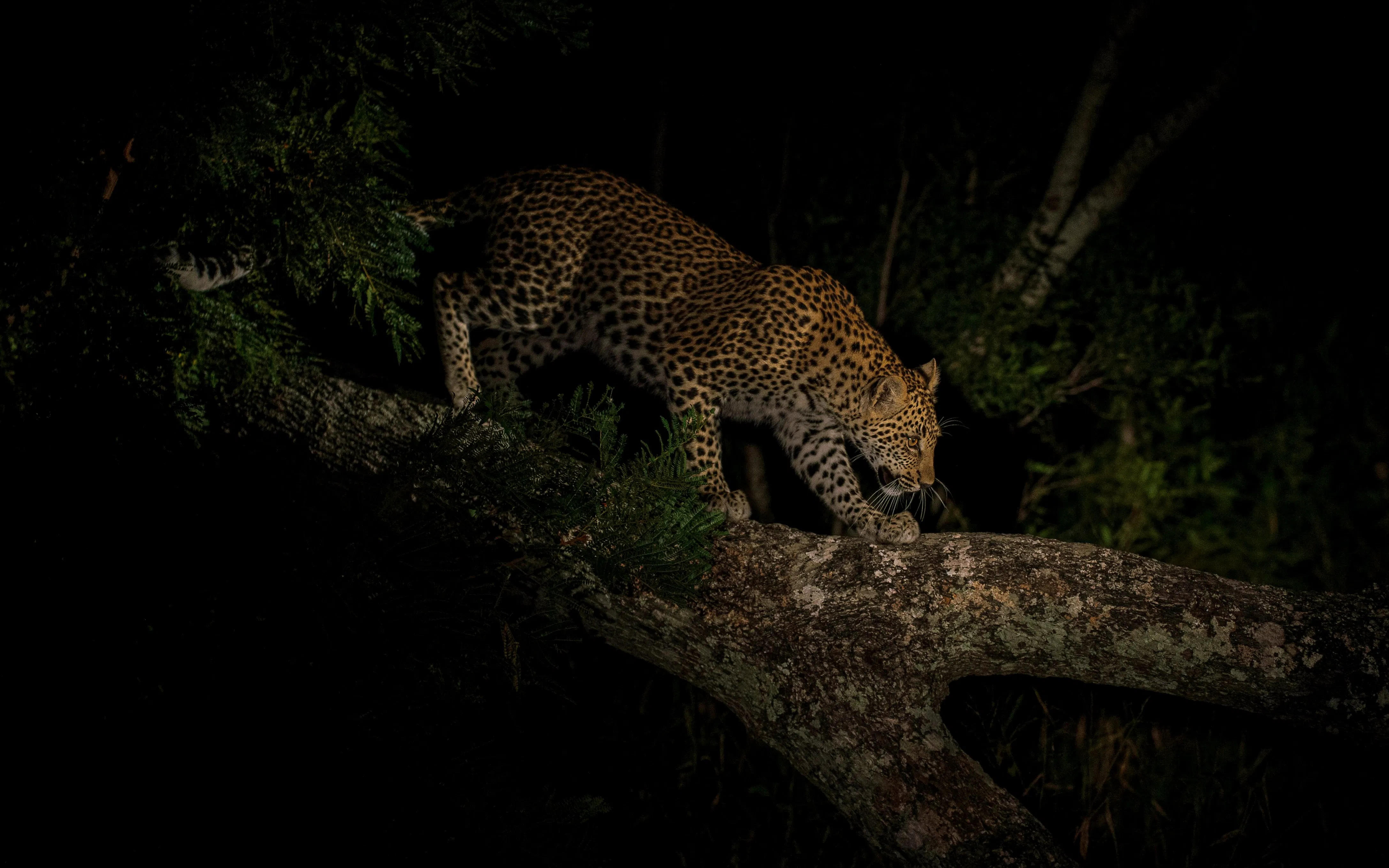 Overnight safaris
