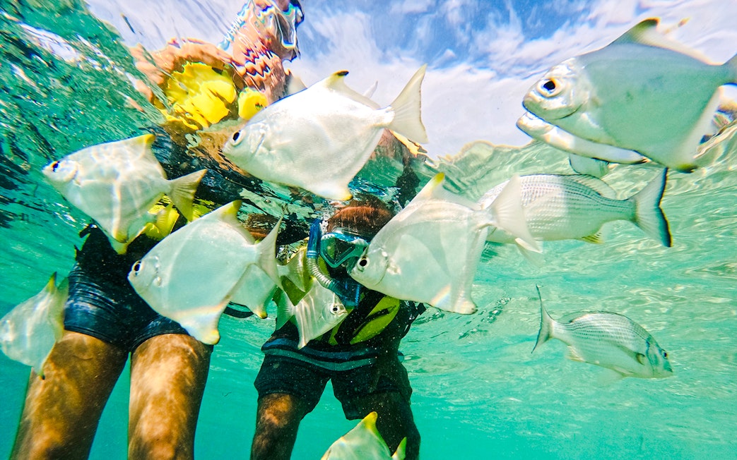 Snorkelers observing fish in Broadwater, Gold Coast.