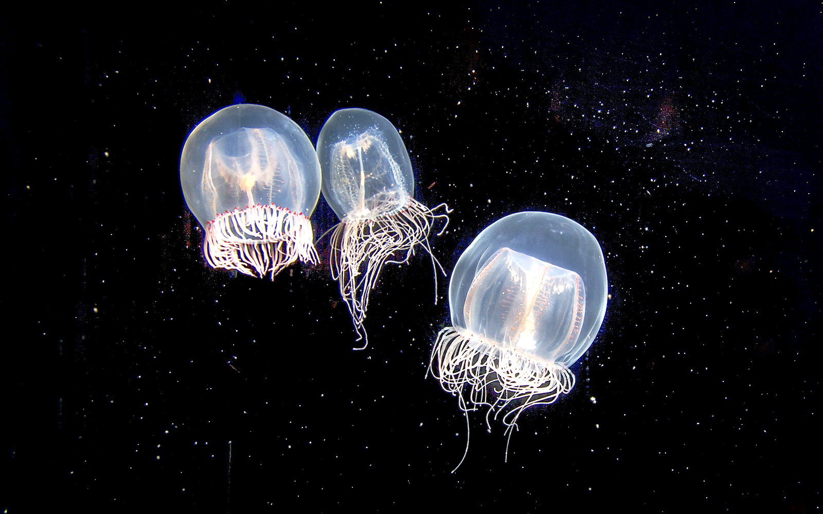 Jellyfish swimming in a dark tank at Aquarium of the Pacific.