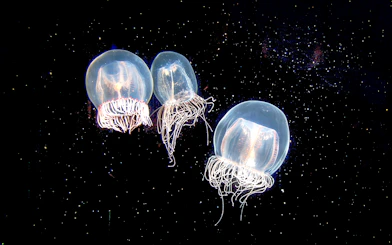 Jellyfish swimming in a dark tank at Aquarium of the Pacific.