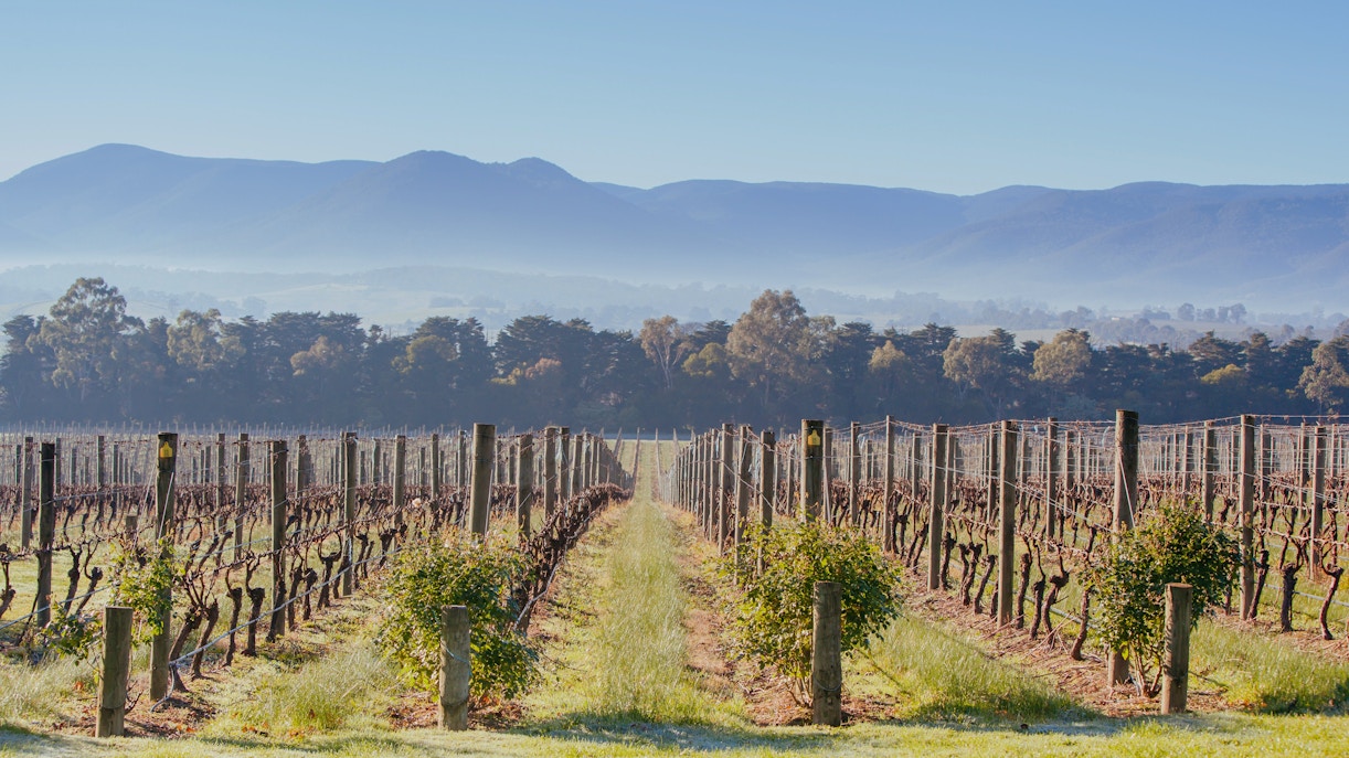 Vineyard rows at Domaine Chandon in winter, Yarra Valley, Australia, with mountains in the background.