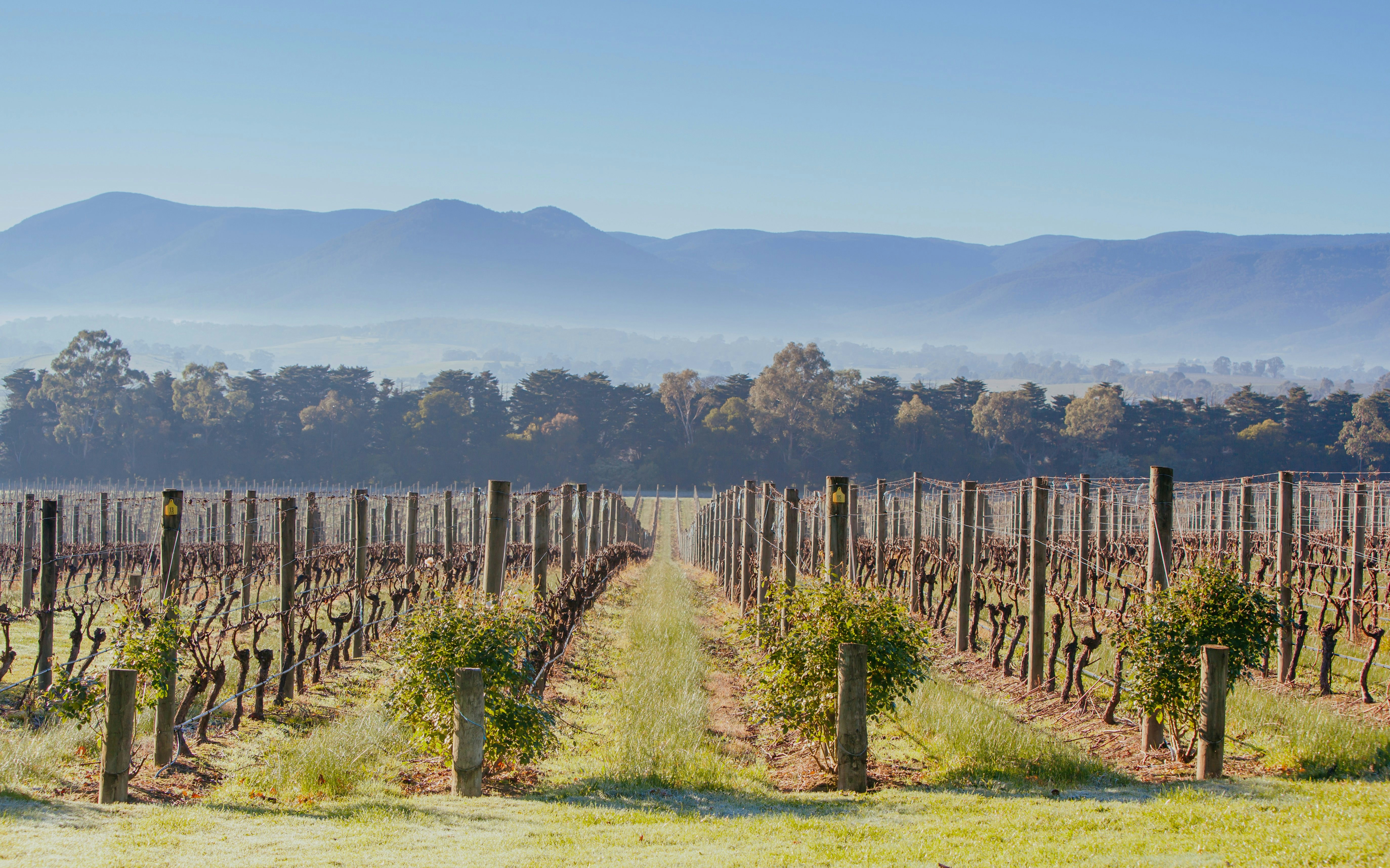 Domaine Chandon during winter, Yarra valley, Australia