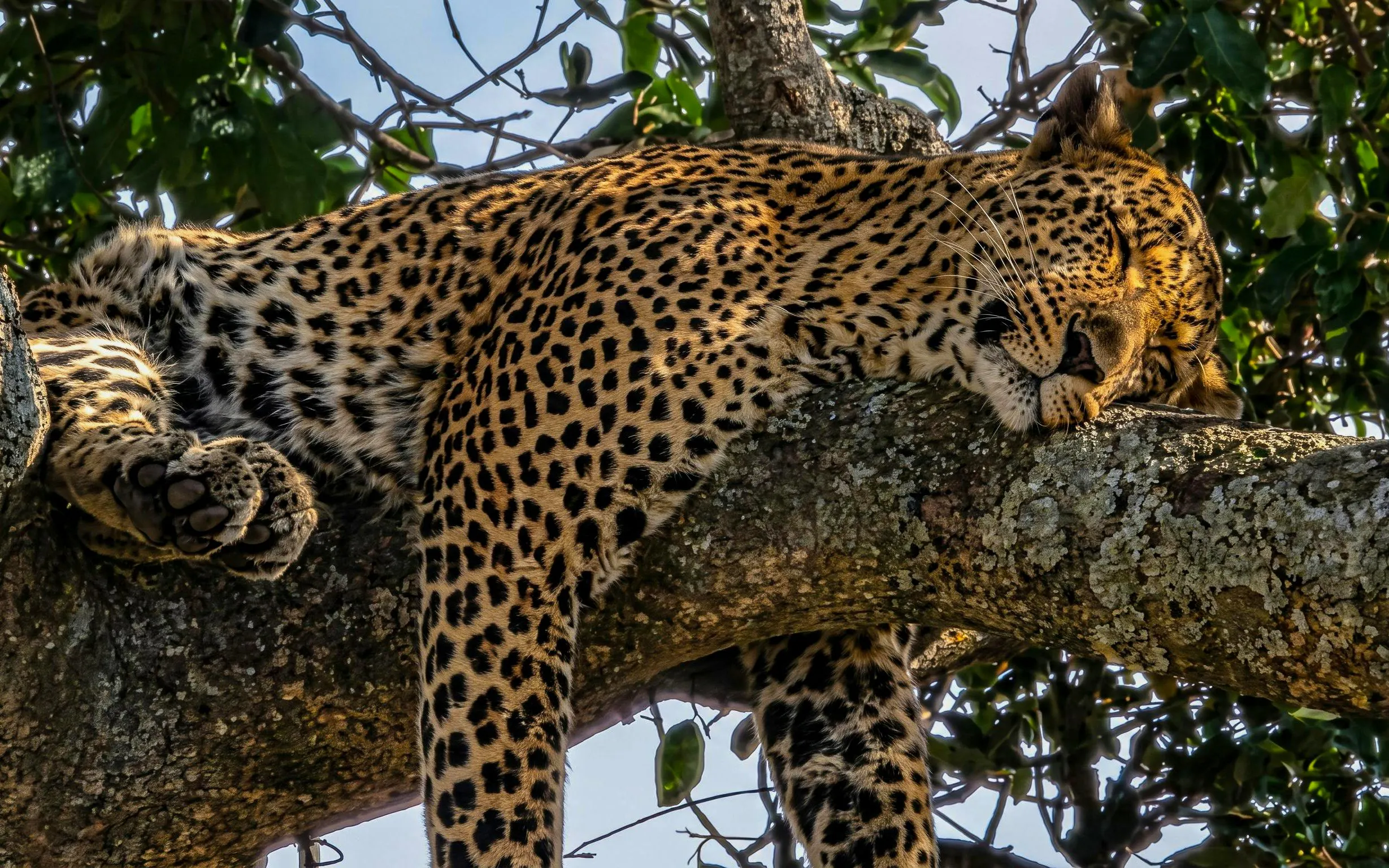 Leopard resting on a tree branch in Masai Mara Safari.