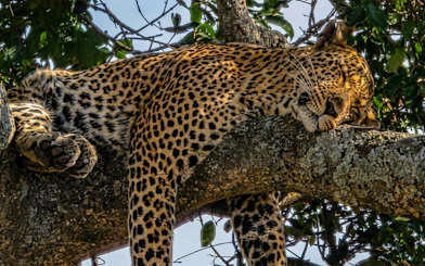 Leopard resting on a tree branch in Masai Mara Safari.