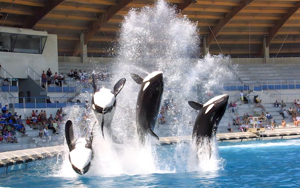 Killer whales performing at Marineland Antibes show.