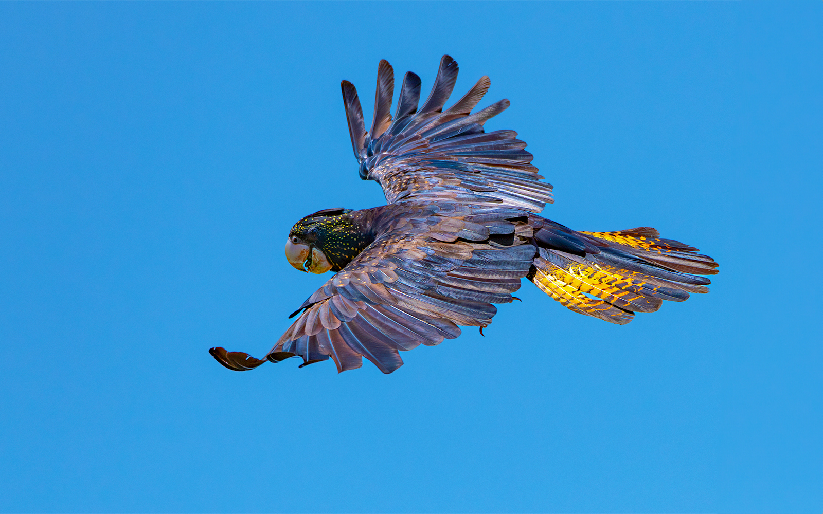 Red-tailed Black-Cockatoo perched on a branch at Taronga Zoo, Sydney.