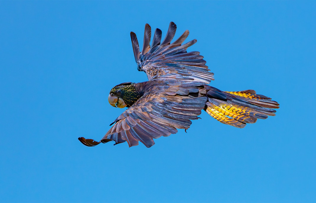 Red-tailed Black-Cockatoo perched on a branch at Taronga Zoo, Sydney.