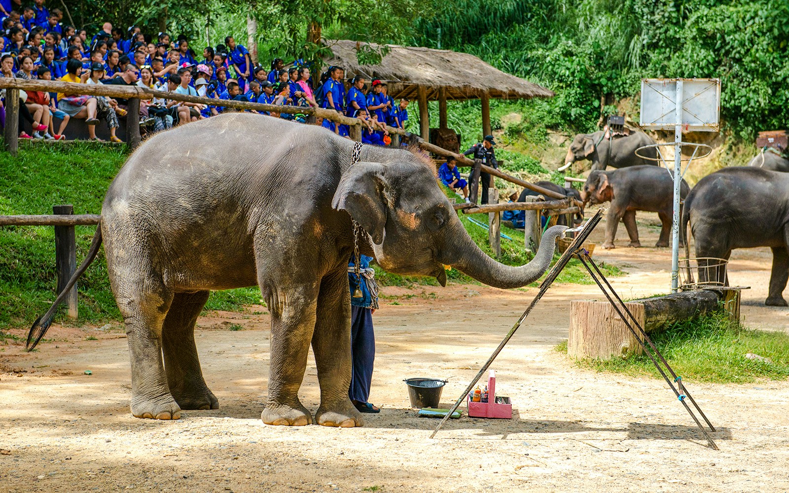 Elephants performing at a show in a lush green setting in Thailand.