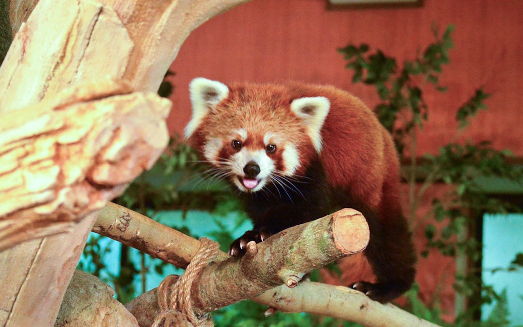 Red panda on a tree branch at Okinawa Neo Park.