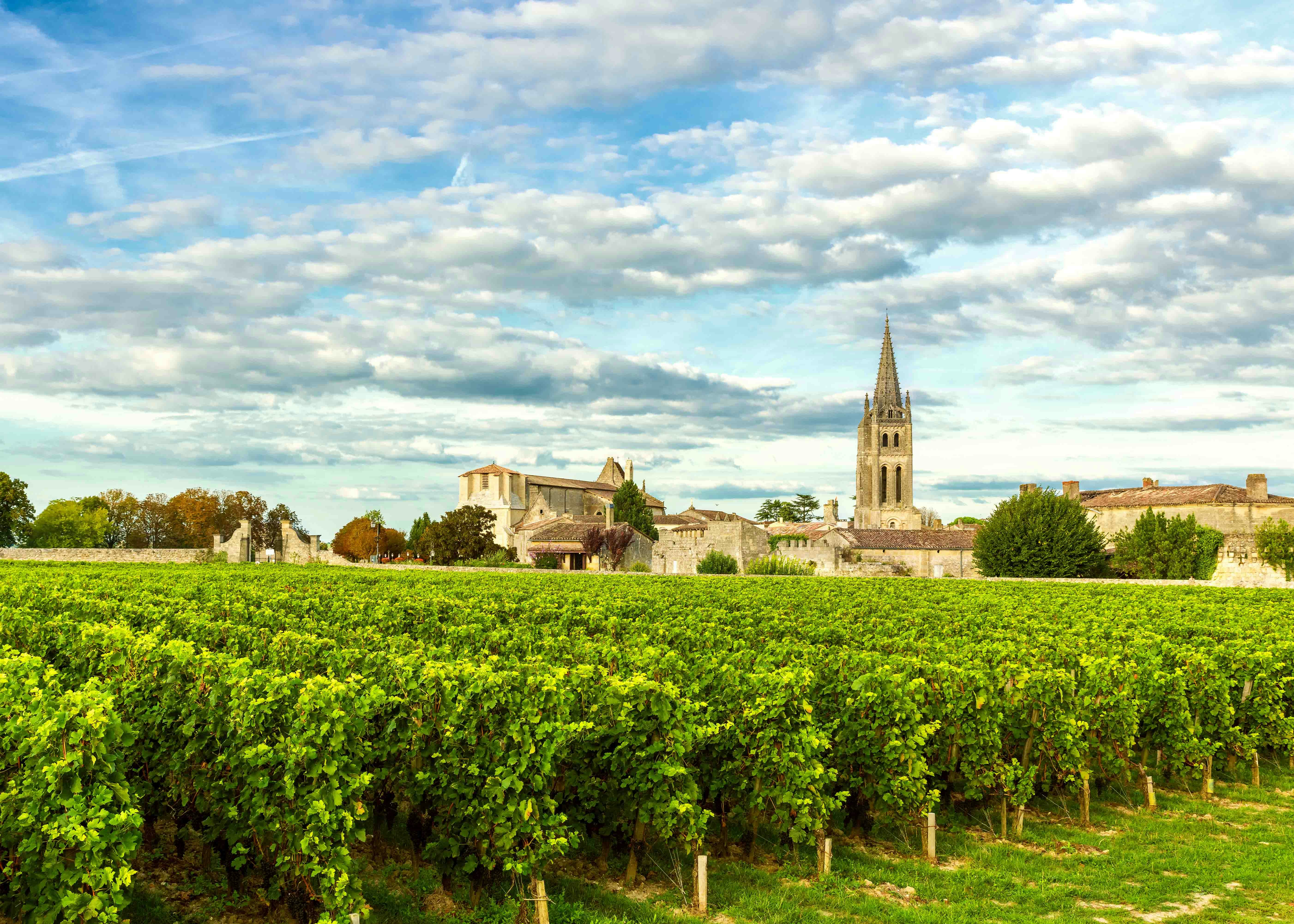 Vineyards with a church spire in Saint-Émilion, Bordeaux.