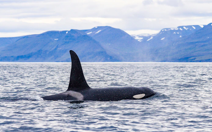 Orca swimming in the ocean near Husavik during Gentle Giants Whale Watching Tour.