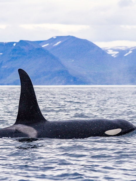 Orca swimming in the ocean near Husavik during Gentle Giants Whale Watching Tour.