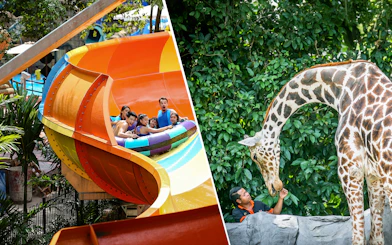 Visitors enjoying a water slide at Sunway Lagoon and a giraffe being fed at Zoo Negara.