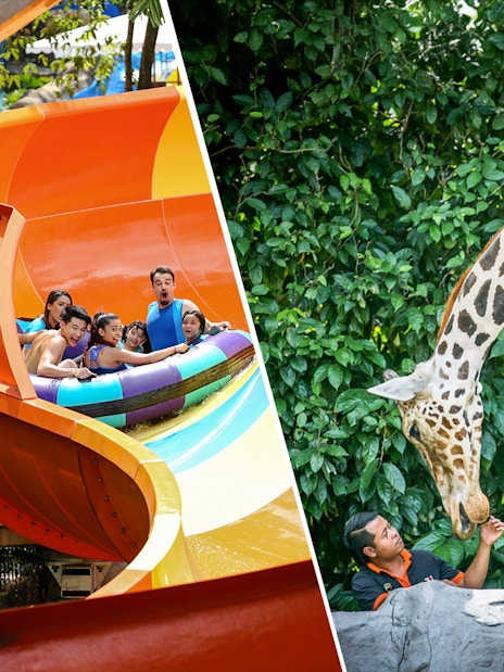 Visitors enjoying a water slide at Sunway Lagoon and a giraffe being fed at Zoo Negara.