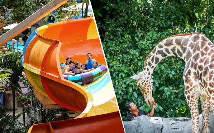 Visitors enjoying a water slide at Sunway Lagoon and a giraffe being fed at Zoo Negara.
