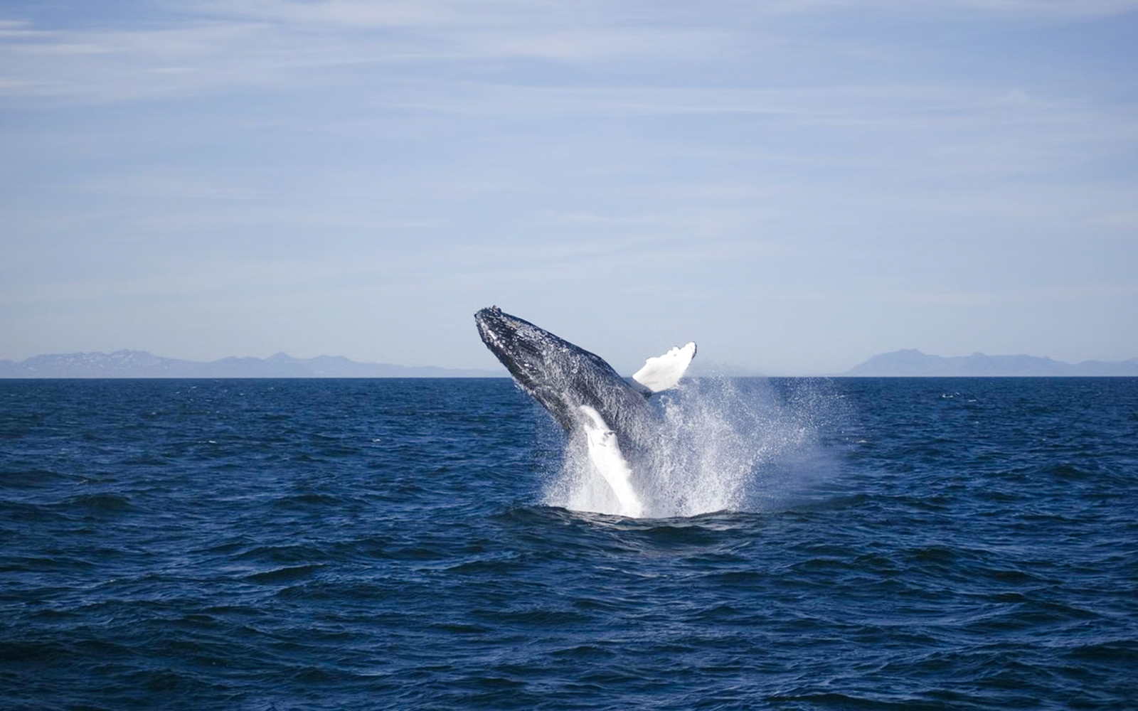 Whale breaching in ocean during cruise whale watching tour.