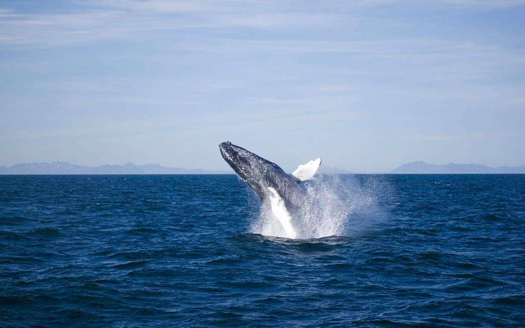 Whale breaching in ocean during cruise whale watching tour.