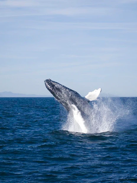 Whale breaching in ocean during cruise whale watching tour.