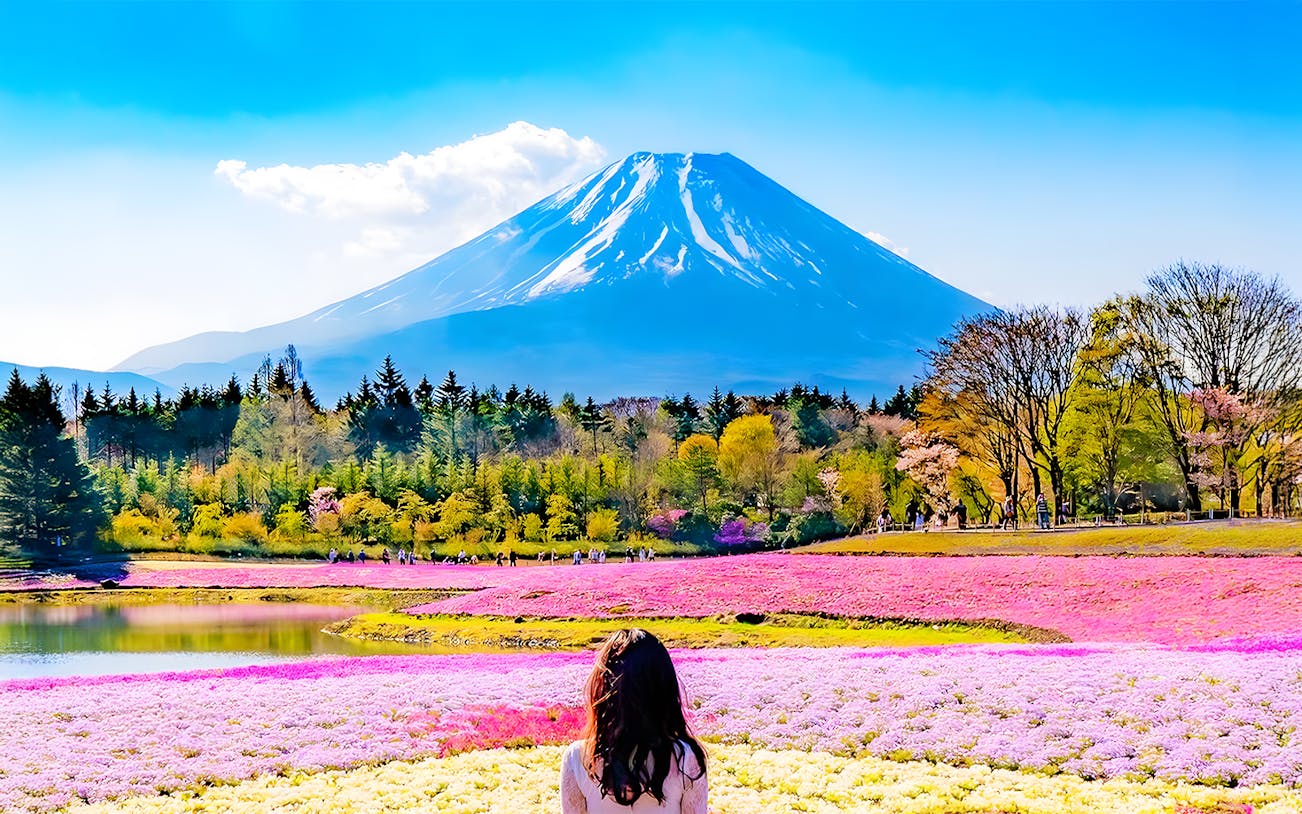 Mt Fuji with pink moss flowers in bloom during spring season.