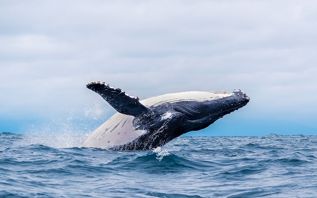 Whale breaching in ocean near Rottnest Island during ferry and bike day trip.