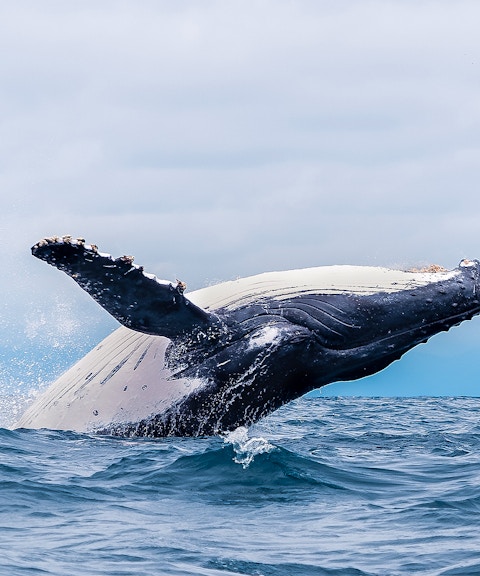 Whale breaching in ocean near Rottnest Island during ferry and bike day trip.