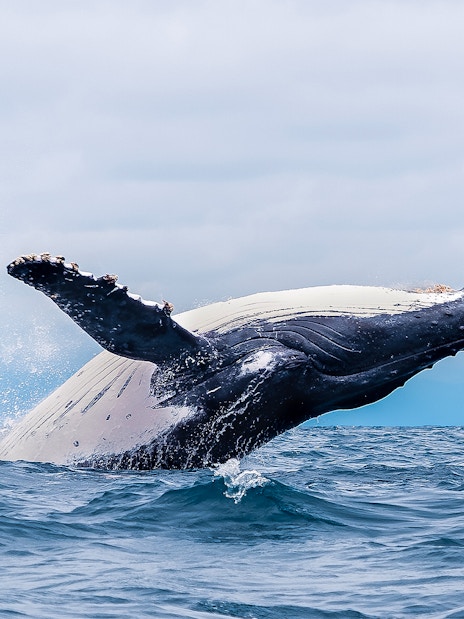 Whale breaching in ocean near Rottnest Island during ferry and bike day trip.