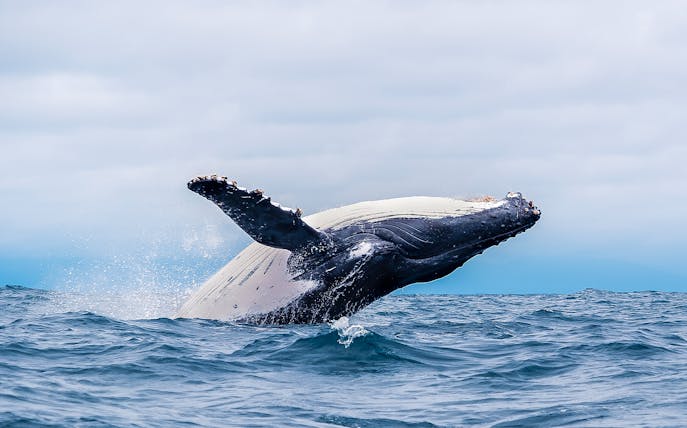 Whale breaching in ocean near Rottnest Island during ferry and bike day trip.