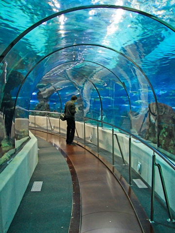 Barcelona Aquarium underwater tunnel with visitor walking through.