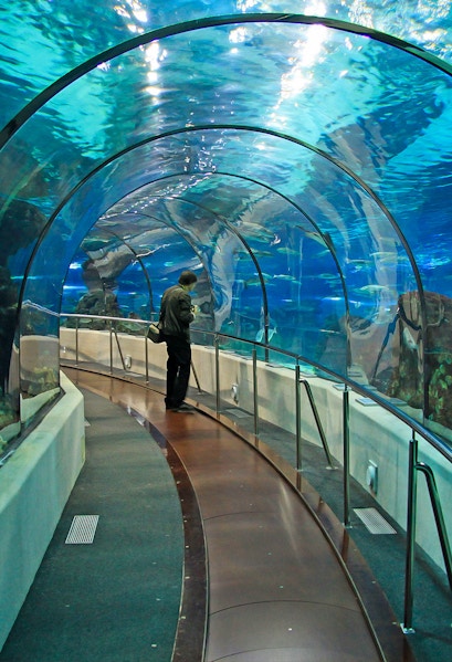 Barcelona Aquarium underwater tunnel with visitor walking through.