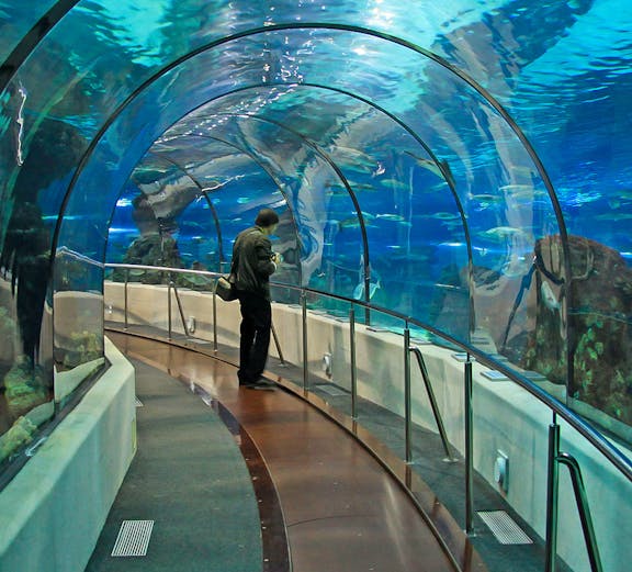 Barcelona Aquarium underwater tunnel with visitor walking through.