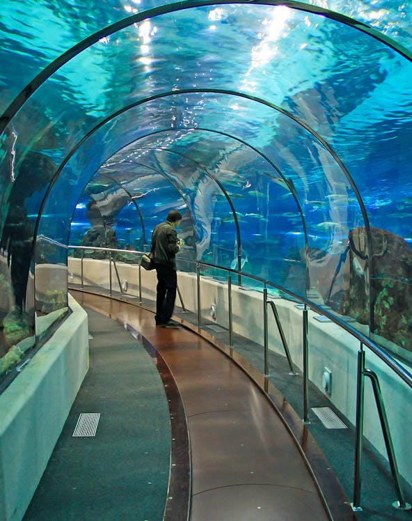 Barcelona Aquarium underwater tunnel with visitor walking through.