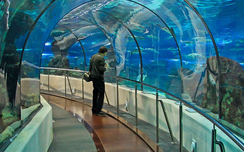 Barcelona Aquarium underwater tunnel with visitor walking through.