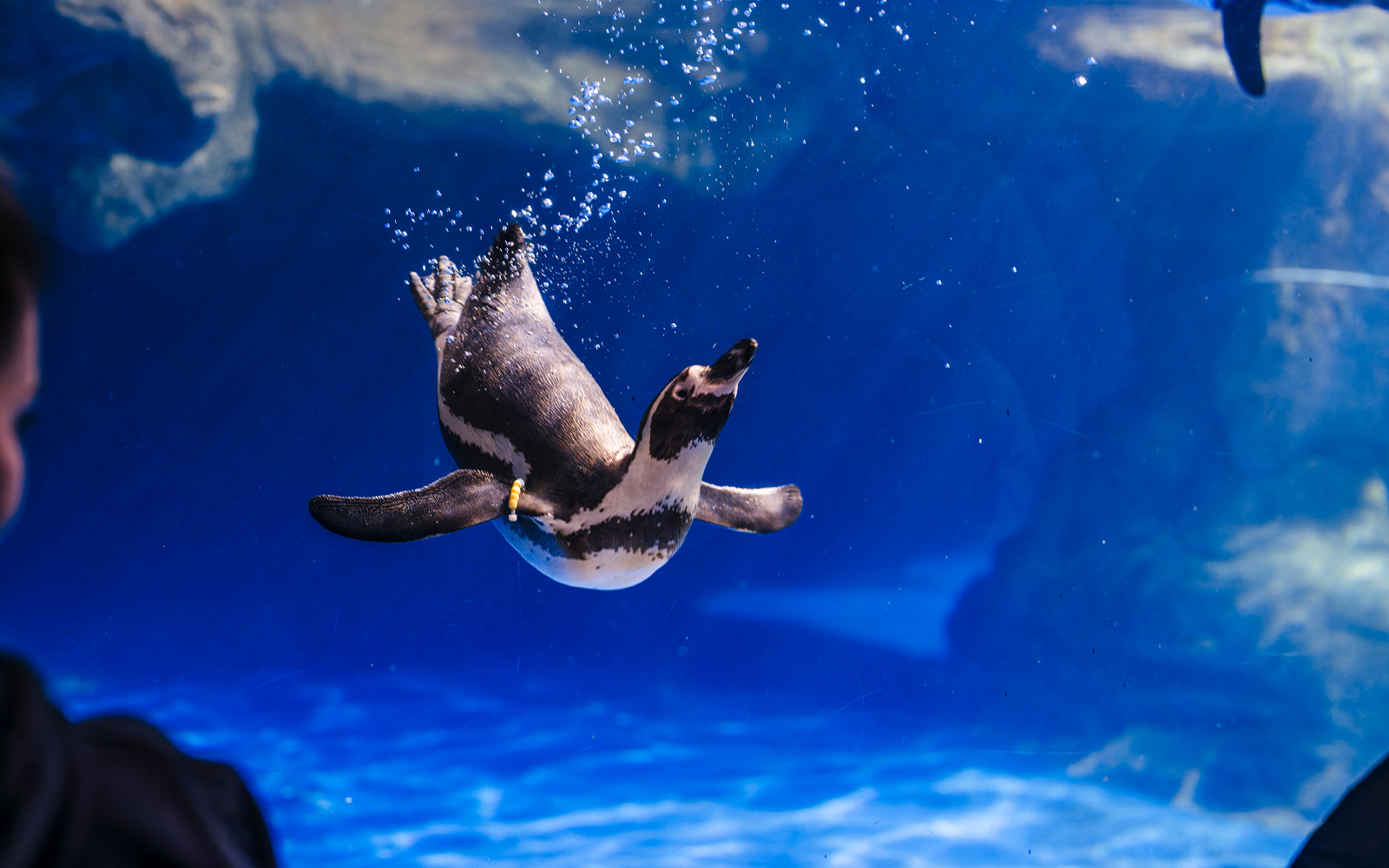 Penguin swimming underwater at Barcelona Aquarium.