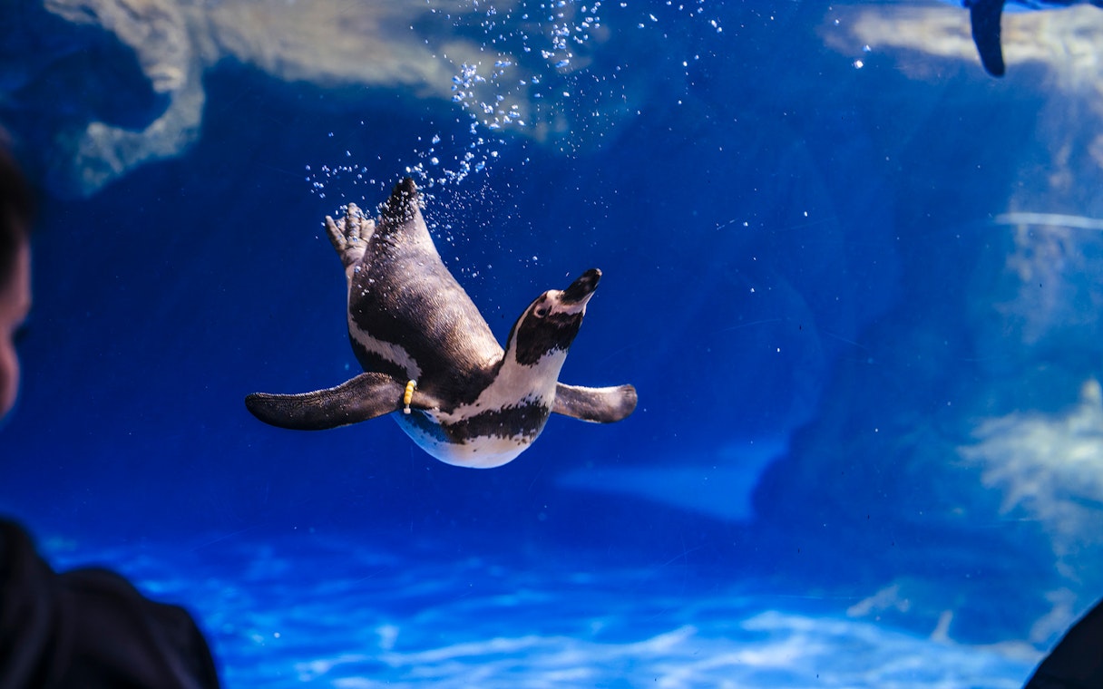 Penguin swimming underwater at Barcelona Aquarium.