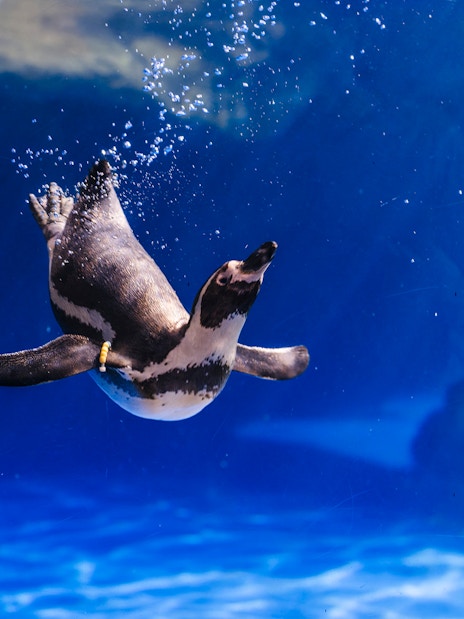 Penguin swimming underwater at Barcelona Aquarium.