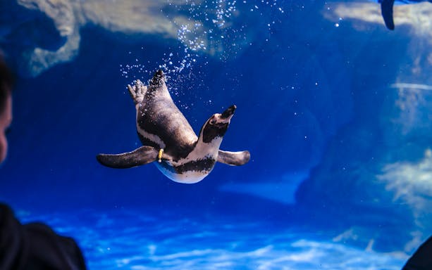 Penguin swimming underwater at Barcelona Aquarium.