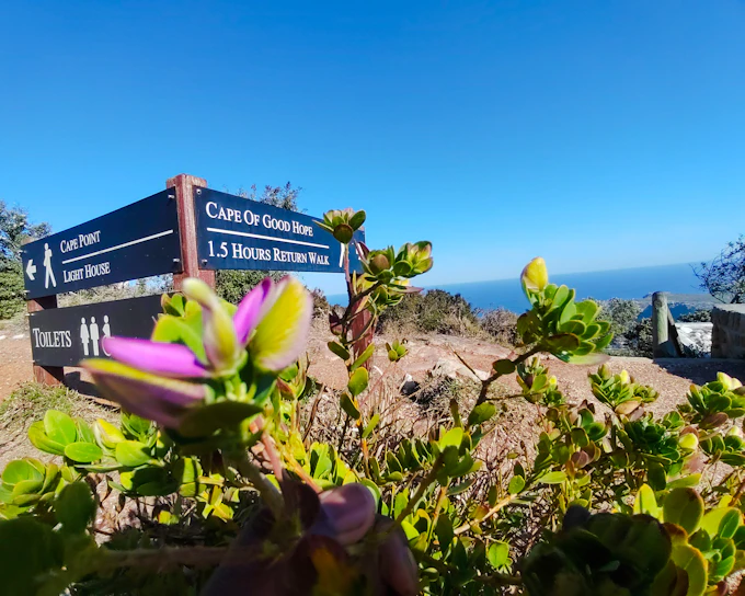 Cape Town Private Tour of Table Mountain, Cape of Good Hope and Boulders Beach Penguin Colony