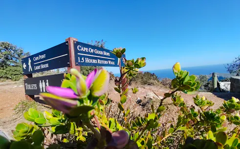 cape town private tour of table mountain, cape of good hope and boulders beach penguin colony-1